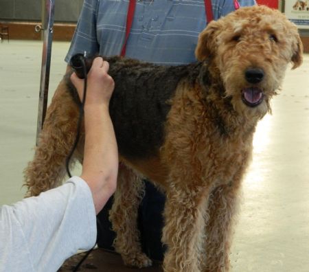 how to groom airedale terrier